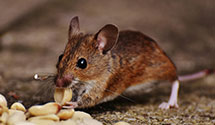 24 Hour & Emergency Exterminators in Raynham, NC